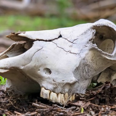 Bulanık arka planda ağaçlar ile ormanda ölü bir hayvanın Kare Beyaz kafatası
