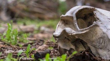 Panorama çerçevesi Orman zemininde yatan ölü bir hayvanın beyaz kafatası ve dişlerinin kapatılması