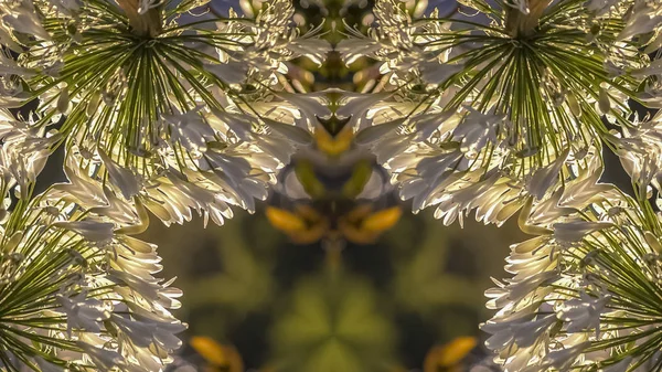 Panorama odblaskowe i rozciągnięte zdjęcie białych kwiatów w Kalifornii kształt projektu — Zdjęcie stockowe