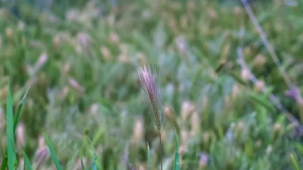 Panorama Close up view of vivid green grasses growing abundantly in the wilderness — Stock Photo, Image