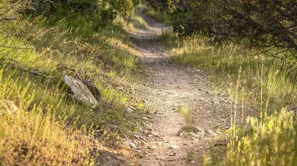 Panorama frame close-up van een zonovergoten en smalle onverharde weg in het bos op een zonnige dag — Stockfoto