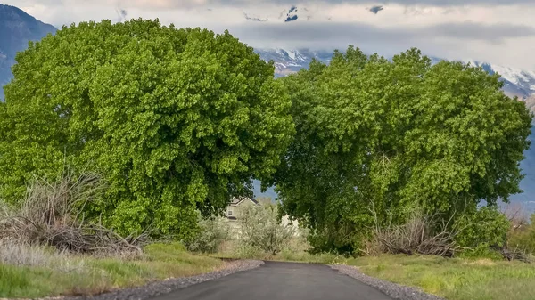 Panorama Road em meio a árvores prolíficas e gramíneas com fundo de céu nublado e montanha — Fotografia de Stock