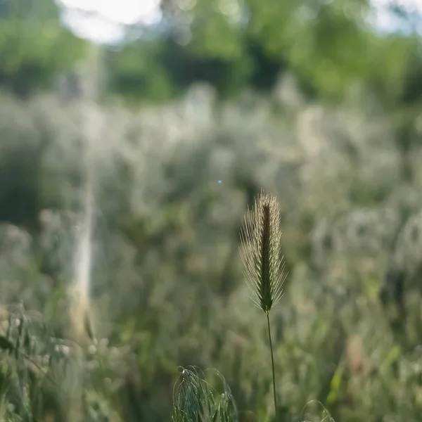 Quadratisch gleißendes Sonnenlicht auf sattgrüne Gräser, die im Wald wachsen — Stockfoto