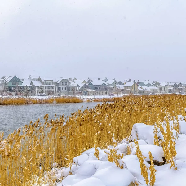 Kare çerçeve Kışın taze karla kaplı bir gölün kıyısında yetişen sarı otlar — Stok fotoğraf