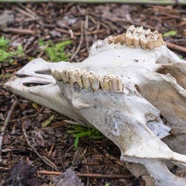 Kare çerçeve Vahşi doğada ölü bir hayvanın dişleri ile beyaz kafatası yakın görünümü