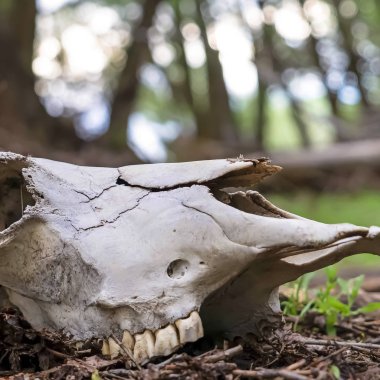 Kare çerçeve Bulanık ağaçlar ve gökyüzü arka plan ile ormanda bir hayvan kafatası yakın