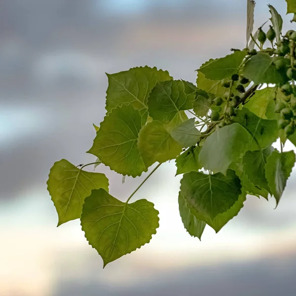 Kare Kalp şeklinde yaprakları ve küçük yuvarlak yeşil meyve ile bir bitki yakın — Stok fotoğraf