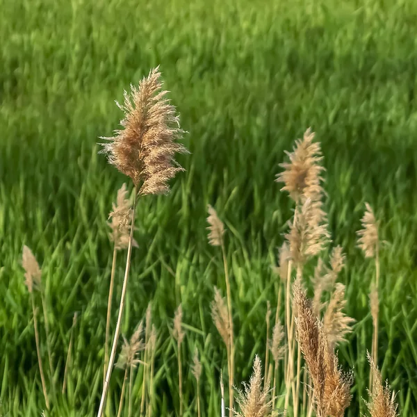 Площадь Природа пейзаж с видом на коричневые травы против пышных зеленых полей — стоковое фото