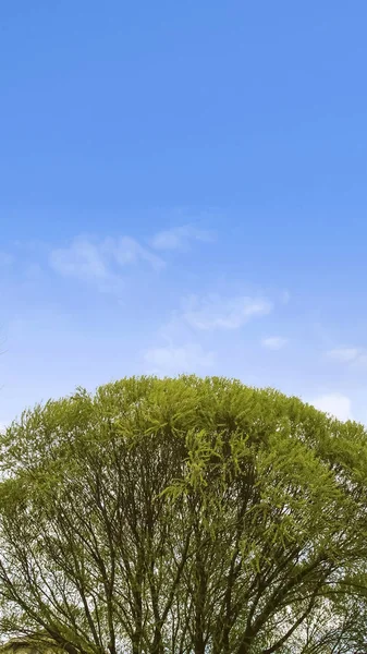Vertical frame Towering tree with lush green leaves against blue sky and bright clouds