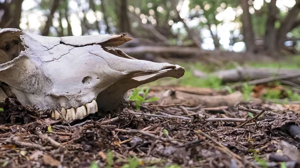 Panorama frame Animal skull in the forest floor with trees and sky in the blurred background