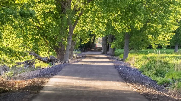 Panoramatický rám dlážděná silnice pod pulzujícím zeleným zábalem stromů za slunečného dne — Stock fotografie