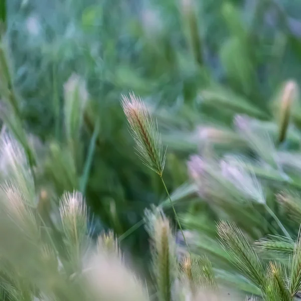 Ramka kwadratowa z bliska widok zielonych traw rośnie obficie w lesie w słoneczny dzień — Zdjęcie stockowe