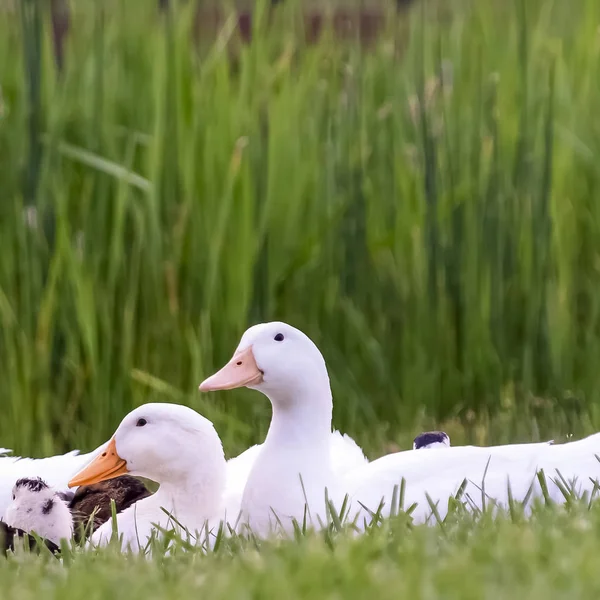 Square White and brown ducks against vivid green grasses and shiny pond with bridge — Stock Photo, Image