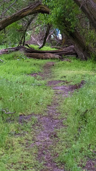 Verticaal close-up van een wandel Trail in het bos met groene grassen en enorme bomen — Stockfoto