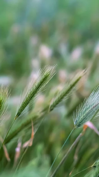 Marco vertical Vista de cerca de las plantas verdes con tallos delgados coronados con espigas blancas delgadas — Foto de Stock