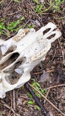 Dikey çerçeve Ölü bir hayvanın beyaz kafatasının orman zeminine yakın görünümü