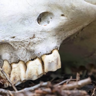 Kare çerçeve Ormanda ölü bir hayvanın beyaz kafatasına bağlı dişlerin kapatılması