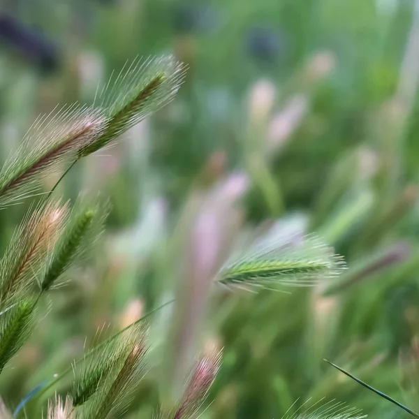 Square frame Close up view of lush green grasses growing in the forest wilderness — Stock Photo, Image