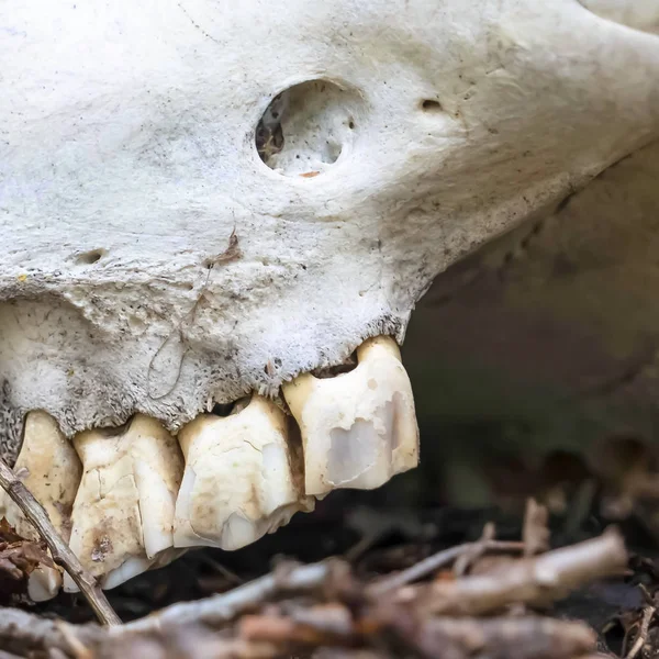 Square frame Close up of teeth attached to the white skull of a dead animal in the forest