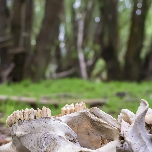 Square frame White skull of a dead animal in the wilderness against blurred tree trunks