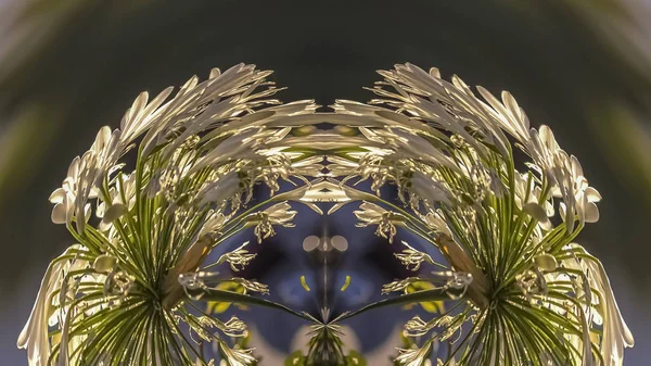 Panoráma keret Warped virágok a fényvisszaverő seymmectrical design fehér szirmok — Stock Fotó