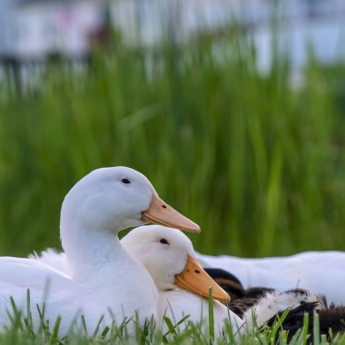 Kare çerçeve Güneşli bir günde göletin yanındaki çimenli arazide oturan ördeklerin yakın