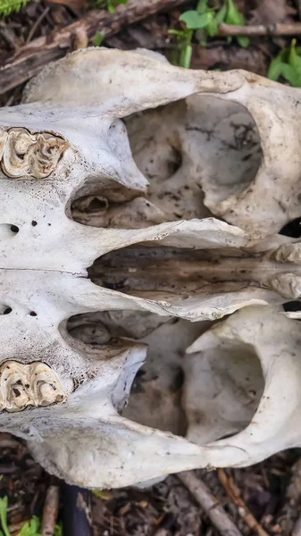 Vertical frame Close up of the bottom part of a dead animal white skull in the wilderness