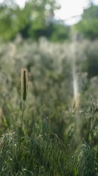 Ramka pionowa jasne światło słoneczne rozpromieniony na bujnej zielonej trawy rośnie w lesie — Zdjęcie stockowe