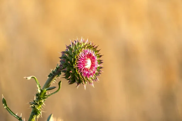 Primer plano de una flor rosa con hojas como pétalos y espinas afiladas en su tallo — Foto de Stock
