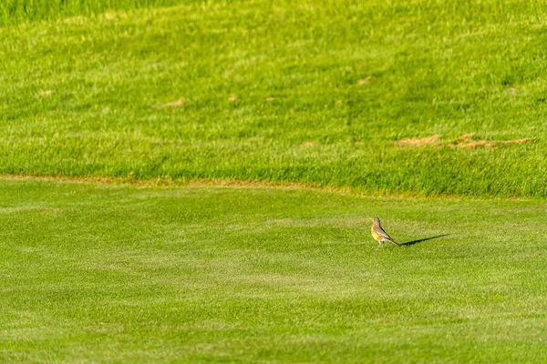 Pájaro en un terreno cubierto de hierbas verdes cortas y vibrantes en un día soleado — Foto de Stock