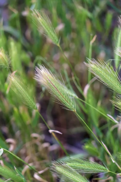 Vue rapprochée des plantes vertes poussant dans le désert par une journée ensoleillée — Photo