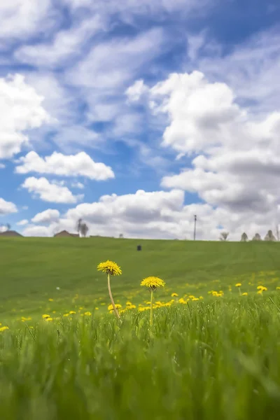 Primer plano de flores silvestres en medio de un prado con hierbas vívidas en primavera —  Fotos de Stock