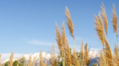 Panorama çerçevesi Bulanık arka planda dağ ve mavi gökyüzü manzaralı çimenlerin kapatılması