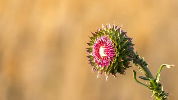 Panorama Acercamiento de una flor rosa con hojas como pétalos y espinas afiladas en su tallo — Foto de Stock