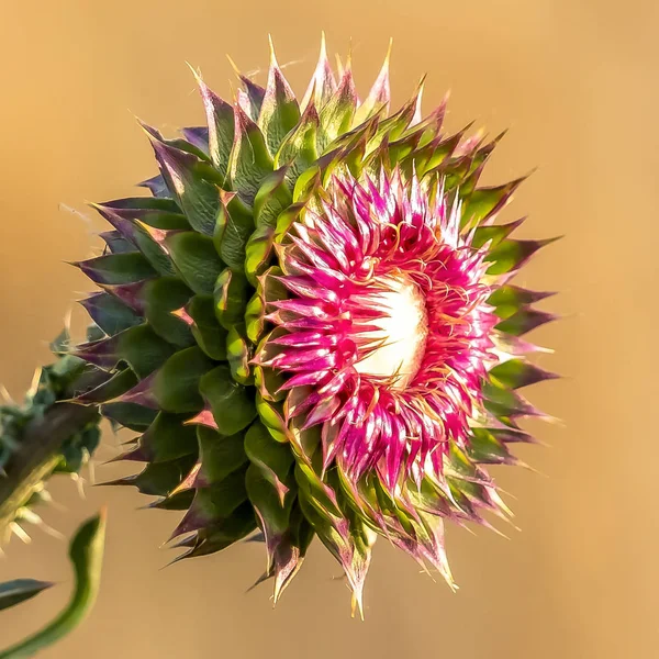 Marco cuadrado Acercamiento de una flor rosa con hojas como pétalos y espinas afiladas en su tallo — Foto de Stock