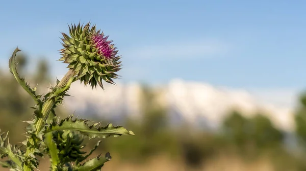 Marco panorámico Vista de cerca de las plantas con flores con espinas afiladas en las hojas y tallos — Foto de Stock