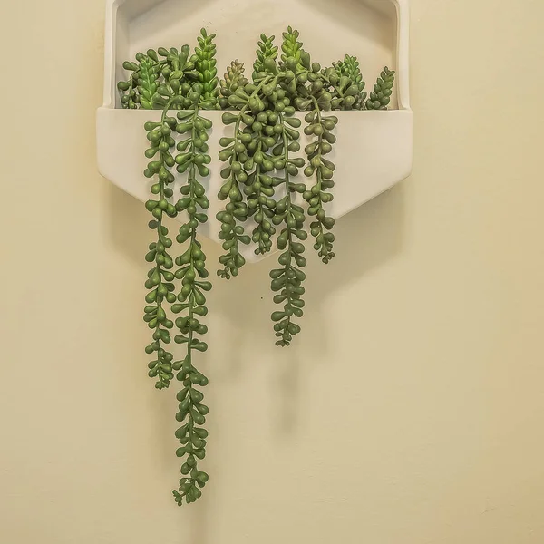 Bingkai persegi Bingkai putih dengan tanaman hias dipasang di dinding putih kamar mandi — Stok Foto