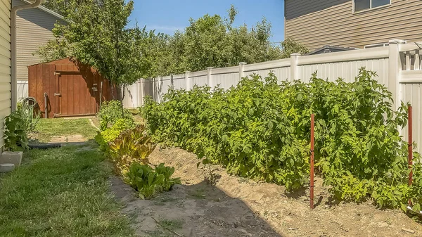 Panoramarahmen sonniger Tagesblick auf einen Hinterhof mit Gemüse, das gegen den weißen Zaun wächst — Stockfoto