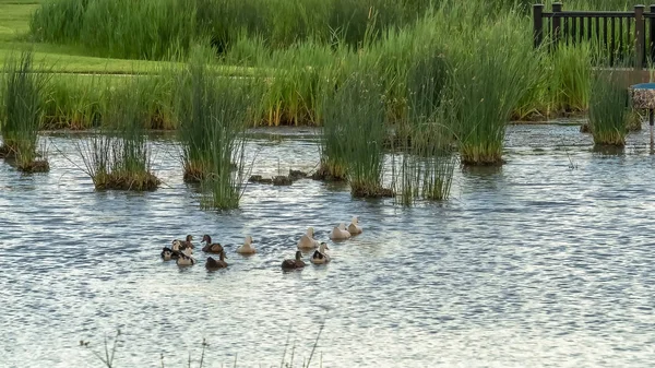 Panorama Neighborhood park with ducks swimming on a pond with bridge and shiny surface — Stock Photo, Image