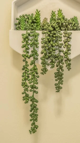 Bingkai vertikal Baki putih dengan tanaman hias dipasang di dinding putih kamar mandi — Stok Foto