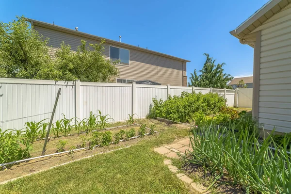 Home backyard with various vibrant green plants under blue sky on a sunny day