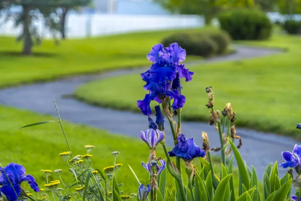 Radiant blue and yellow flowers with curving road and grassy terrain background