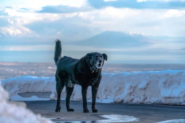 Cane nero in piedi su una strada che domina sfocata Wasatch Mountain lago e valle — Foto Stock