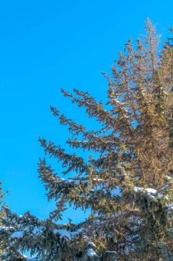 Park City 'de güneşli bir günde yemyeşil yaprakları mavi gökyüzüne karşı.