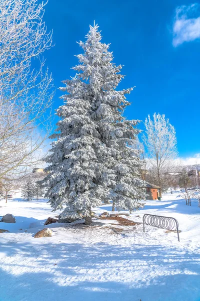 Árbol siempreverde esmerilado alto contra terreno nevado y cielo azul vibrante en invierno — Foto de Stock