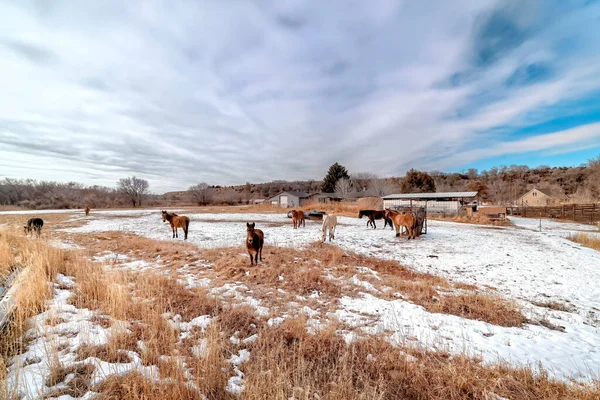 Grazing caballos en el campo cubierto de nieve y hierba bajo un vasto cielo azul nublado en invierno — Foto de Stock