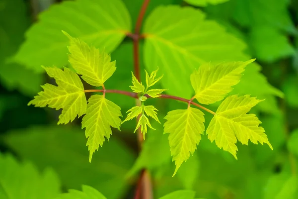 Las hojas verdes vibrantes frescas naturales de una planta se cierran en un día soleado — Foto de Stock