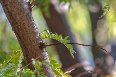 Bir ağaç gövdesine ve eğreltiotuna seçici odaklanma