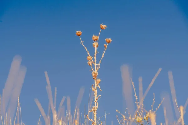 Вибірковий фокус на золотистій сушеній дикій квітці — стокове фото