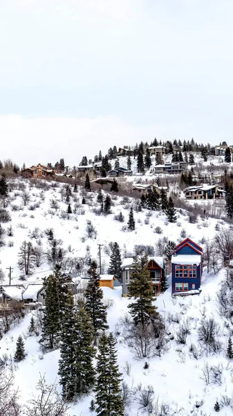 Вертикальная вершина холма с семейными домами и обильными деревьями против пасмурного неба зимой — стоковое фото